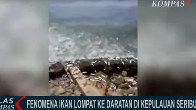 Viral Ribuan Ikan Lompat ke Daratan, Masyarakat Khawatir Akan Tanda-tanda Gempa dan Tsunami, Begini Kata BMKG