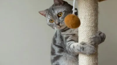 Ilustrasi manfaat memelihara kucing.