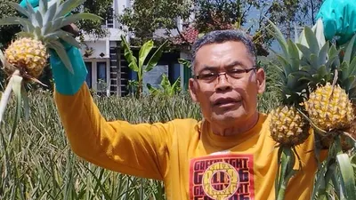 Fantastis! Petani Nanas di Purbalingga Capai Keuntungan hingga Puluhan Juta, Simak Kisahnya