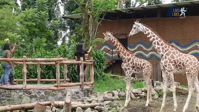 5 Rekomendasi Tempat Wisata Libur Tahun Baru, Bisa Sambil Mengenal Binatang di Puncak Bogor