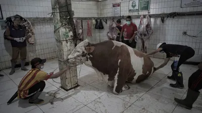 Idul Adha Tiba! Tips Ampuh Menghilangkan Bau dan Bikin Empuk Daging Kurban