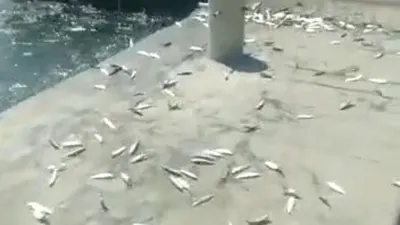 Heboh Fenomena Ikan Naik ke Daratan Dikaitkan dengan Bencana Alam, Begini Penjelasan BMKG!