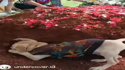 Viral kesedihan seekor anjing yang ditinggal majikannya, terus menggali makam sang majikan