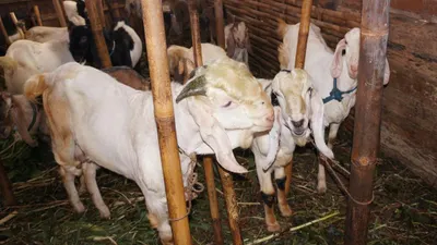 Ilustrasi Kurban dengan kambing betina 