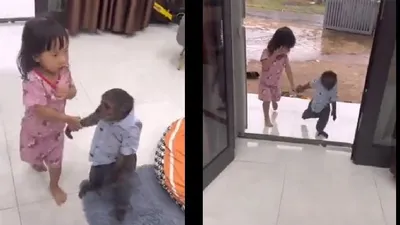 Di Bali ada kera yang sudah dilatih untuk bisa menjaga seorang balita, sikapnya sudah seperti manusia yang sedang menjaga anak kecil.