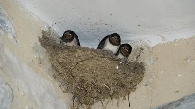 Di balik penampilan yang sederhana, sarang burung walet menyimpan sejuta keistimewaan. Tidak heran jika harga jualnya fantastis.