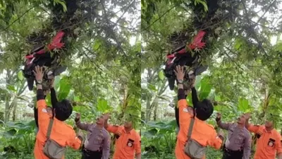 Motor Wisatawan di Mojokerto Terbang Tersangkut di Pohon