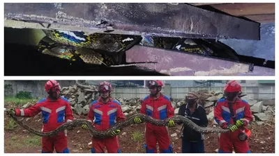 Ular Sanca Sepanjang 6 Meter Berada di Plafon Gudang di Jakarta Timur