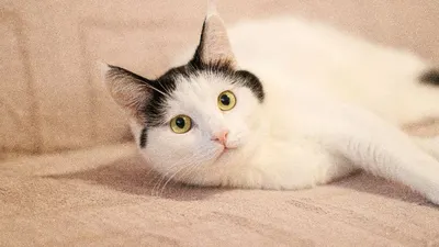 Ilustrasi. Tidak ditemukan riwayat bahwa kucing yang merupakan hewan mamalia karnivora ini masuk dalam daftar hewan-hewan penghuni surga.