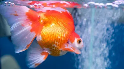 Ilustrasi. Beberapa hal yang perlu dijadikan pertimbangan dalam merawat ikan mas koki antara lain kebersihan tempat, air, juga makanannya.
