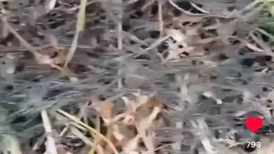Potret Jutaan Ekor Udang Viral Naik ke Daratan