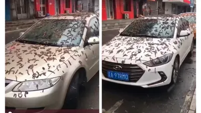 Viral Video Hujan Cacing di China