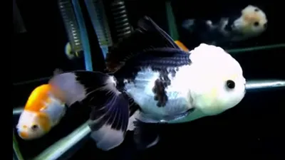 Ikan Mas Koki