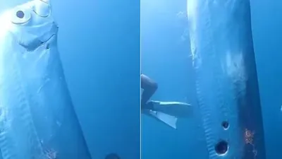 Geger Kemunculan 'Ikan Kiamat' Dikaitkan Jadi Pertanda Bencana Alam, Ternyata Begini Fakta Sebenarnya!