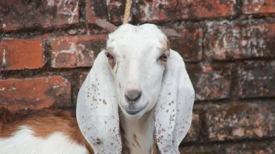 illustrasi. Hewan Qurban