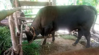 Penampakan Sapi Limosin Jokowi Rp80 Juta untuk Kurban Idul Adha 1444 H di Pulau Serasan Natuna