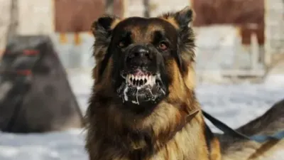 seekor anjing