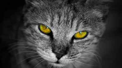 Kenapa Kucing Sering Menatap Kita?