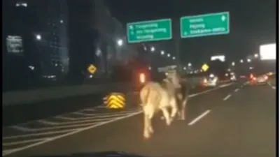 Tampak sejumlah sapi berlarian di gerbang tol.