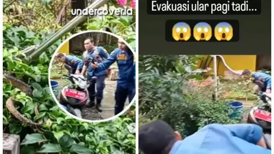 Terkejut! Petugas Damkar Semarang Evakuasi Ular Malah Temukan Ini, Suasana Tegang Jadi Cair Ngakak Sampai Pingsan!