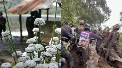 6 Fakta Unik Bunga Edelweis Rawa