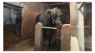 Sapi Black Bos, hewan kurban milik Jokowi
