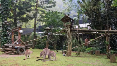 Konservasi Baby Zoo di Taman Safari Bogor