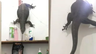 Biawak Besar Masuk Rumah Warga di Banjarmasin