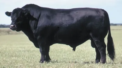 ilustrasi Sapi jenis Aberdeen Angus Hitam