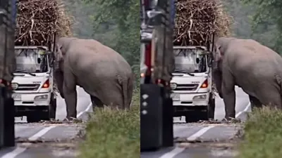 Terekam kamera gajah begal tanaman tebu di jalan