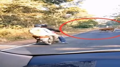 Harimau menghadang pengendara kendaraan di sebuah jalan yang sepi