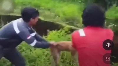 Anjing Dilempar hidup-hidup untuk umpan Buaya | Tangkapan Layar IG 
