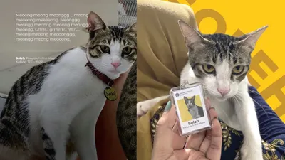 Potret Kucing Viral Soleh
