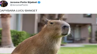 Cuitan Jeroma Polin tentang hewan Capybara