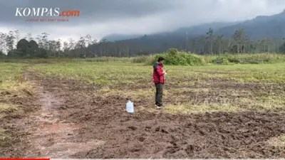 Kebun Bunga Edelweis Rawa Ranca Upas Hancur Imbas Acara Motor Trail