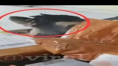 Seekor Kura-kura yang Bikin Bingung Kurir Paket karena Pengemasannya Sembarangan