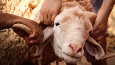 Ilustrasi Kambing Qurban Idul Adha 