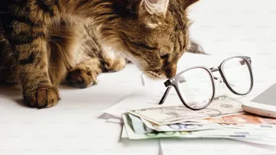 6 Perilaku Kucing yang Jadi Tanda Jika Pemiliknya Akan Mendapatkan Rejeki Nomplok, Apa Saja?&nbsp; (Unsplash)