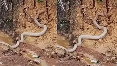 Penampakan Ular King Cobra Besar di Kalimantan