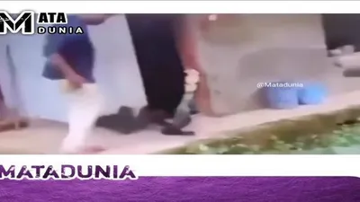 Video Mendebarkan Seorang Pria Hendak Menangkap UIar