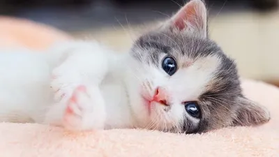 Sejarah atau Awal Mula Terbentuknya Hari Kucing Sedunia