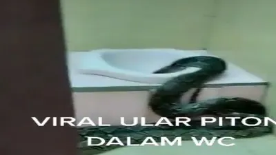 viral ular piton masuk WC / Tiktok @aksesislam