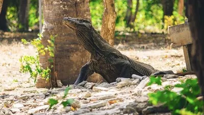 Mogok massal yang dilakukan warga Labuan Bajo, Manggarai Barat, NTT terkait tiket masuk ke Pulau Komodo.