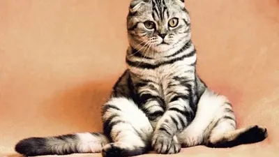 kucing