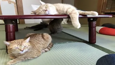 Kucing-kucing yang disediakan Ryokan di Wilayah Yugawara (@mycatyugawara)