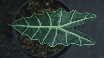 Tanaman Hias Alocasia (Pixabay)