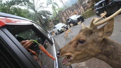 Pengunjung memberi makan satwa di Taman Safari Indonesia, Cisarua, Kabupaten Bogor. 