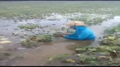 Viral petani melon menangis menyayat hati di tengah sawah, karena gagal panen buah melon / @manaberita