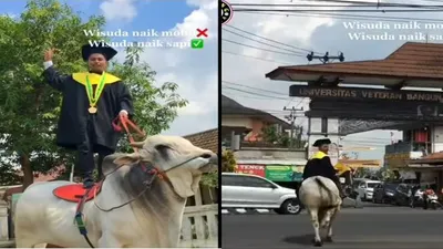 Viral seorang mahasiswa menunggangi sapi menuju kampusnya untuk prosesi wisuda