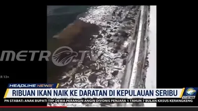 Heboh! Ribuan Ikan Terdampar ke Sejumlah Daratan di Kepulauan Seribu, Pertanda Gempa? Begini Penjelasan BMKG!
